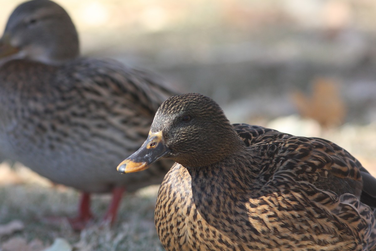 ברכיה (מבויתת) - ML646062427