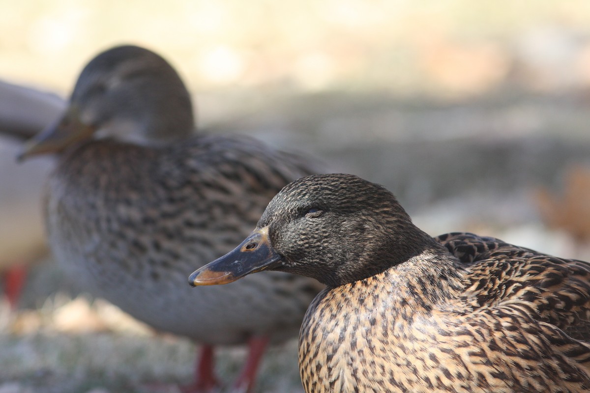 ברכיה (מבויתת) - ML646062428
