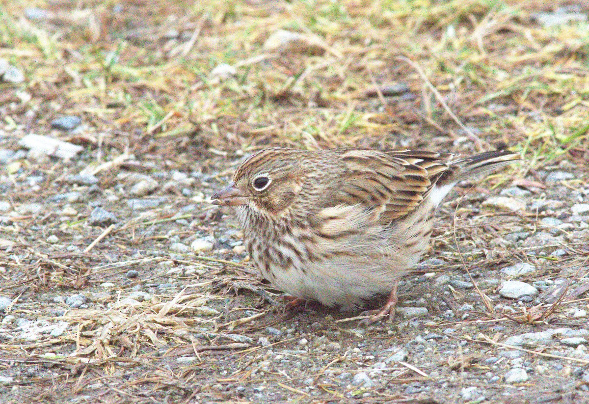 Vesper Sparrow - ML646062429