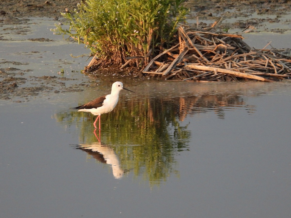 תמירון - ML646062432