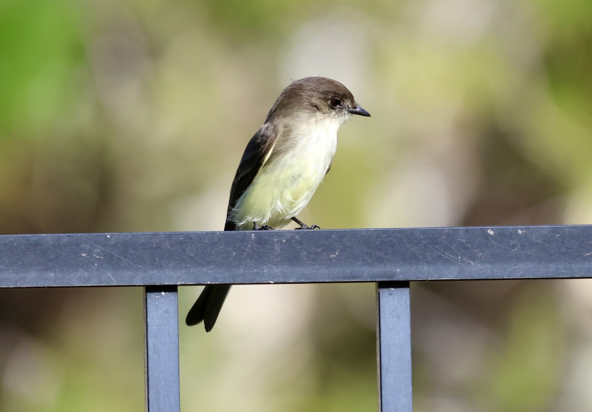 פיבי מזרחית - ML646062434