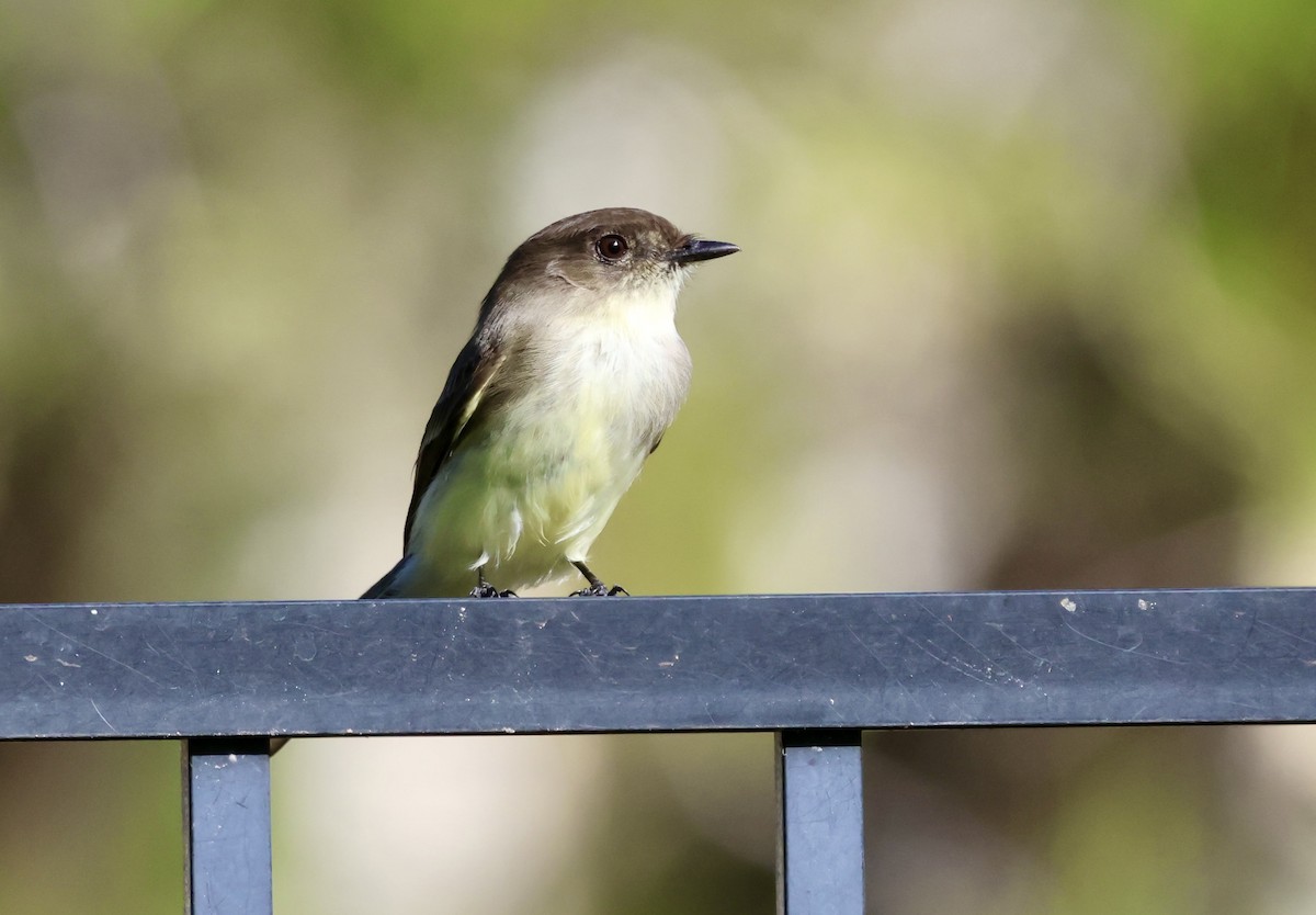 פיבי מזרחית - ML646062435