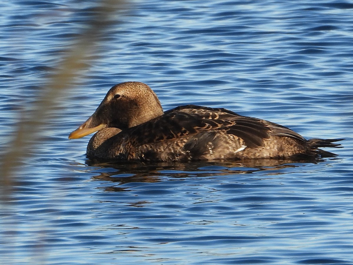 אדרית שחורת-כיפה - ML646062437