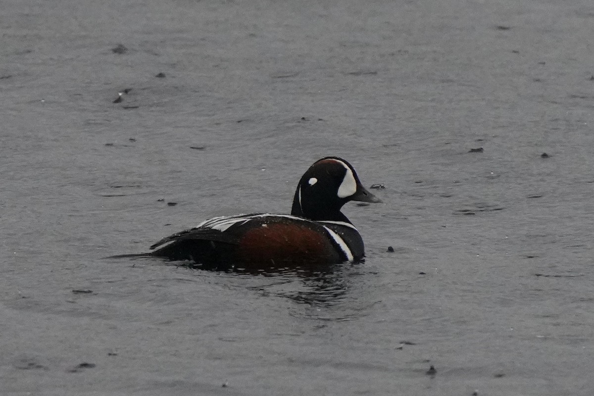 ברווז איסלנדי - ML646062440