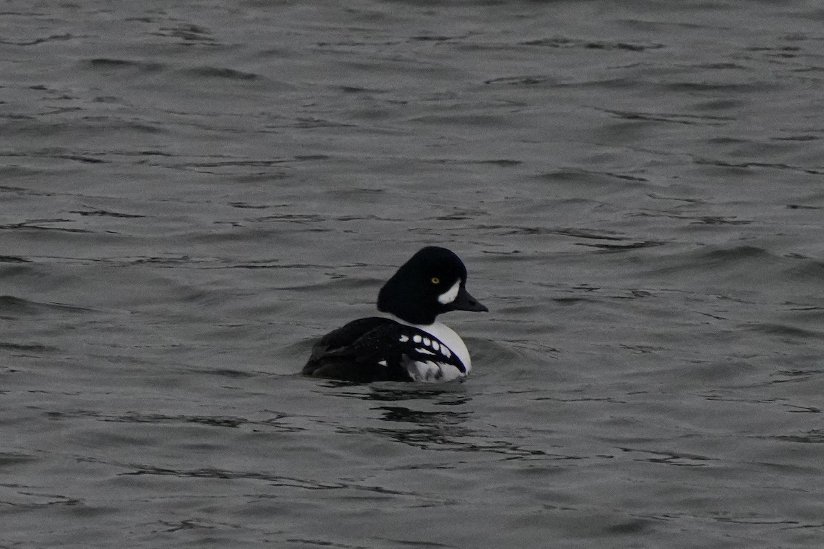 Barrow's Goldeneye - ML646062452