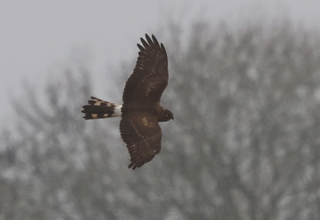 moták pilich - ML646062453