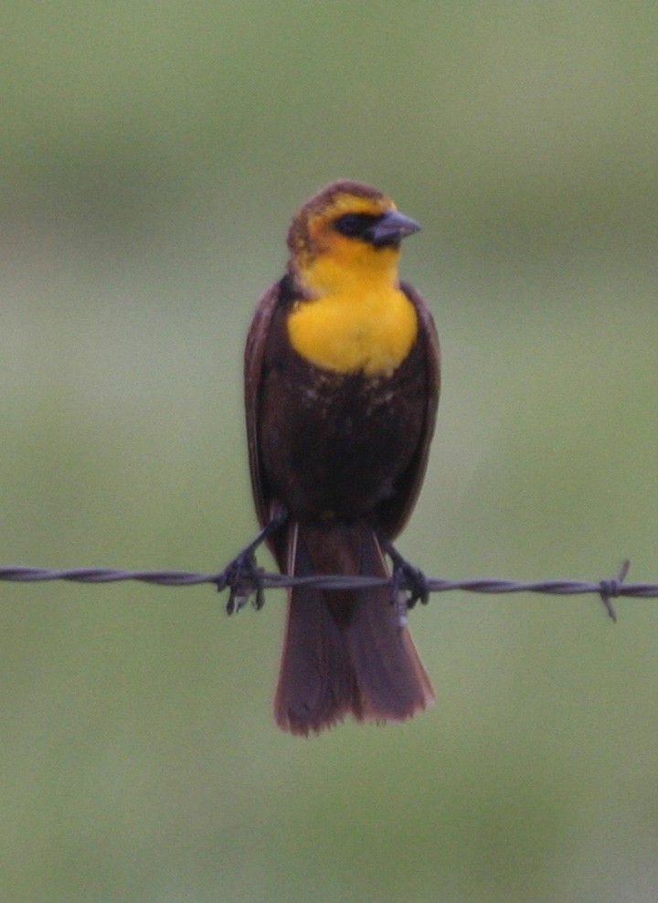 Yellow-headed Blackbird - ML646062454
