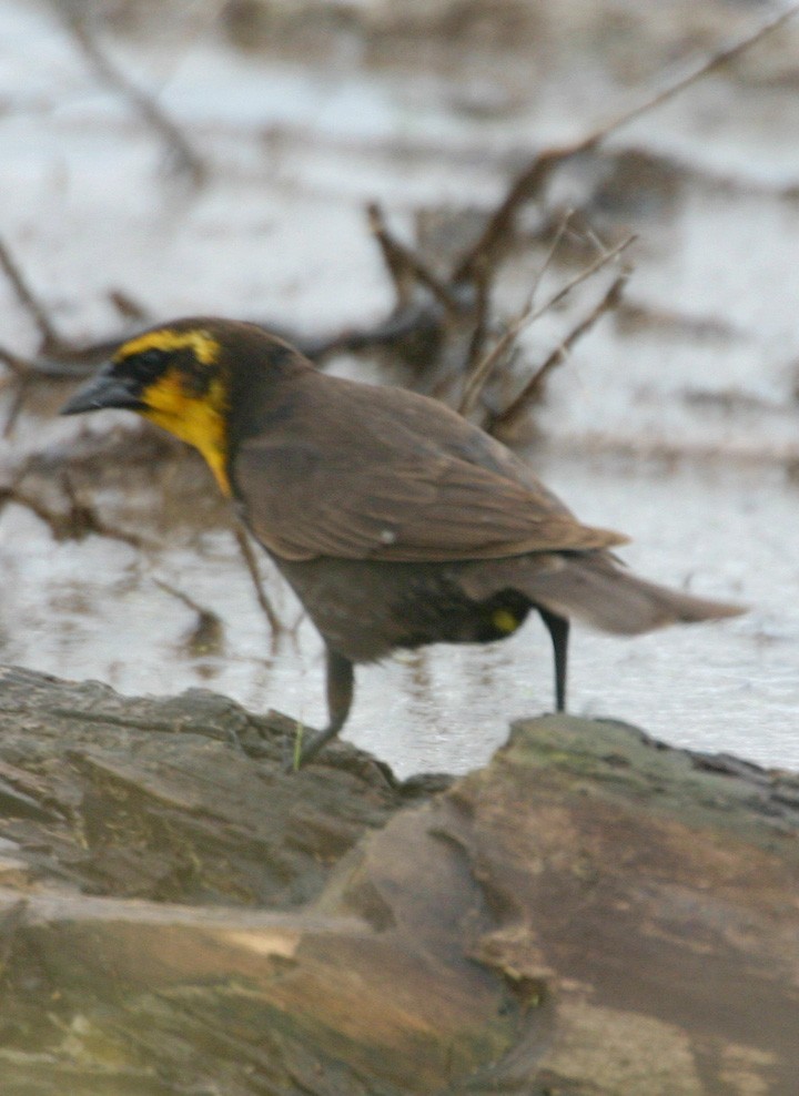 Yellow-headed Blackbird - ML646062467