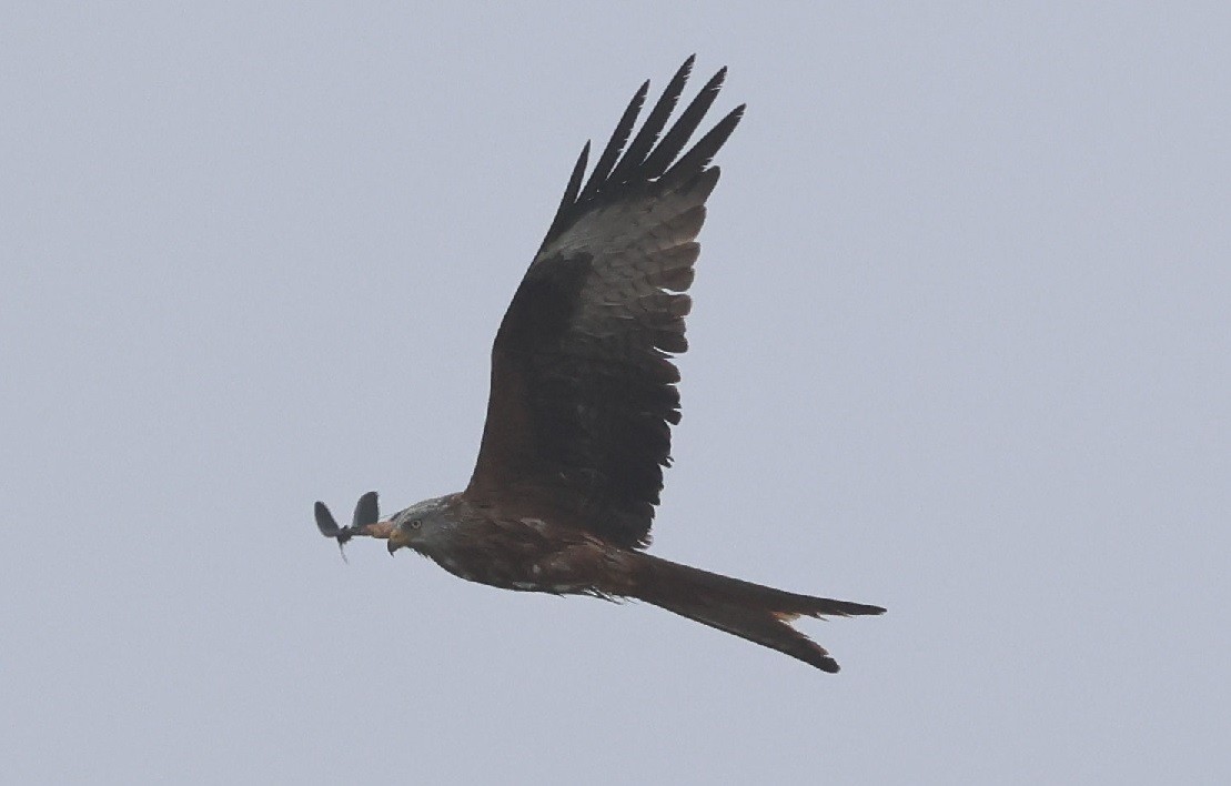 luňák červený - ML646062490