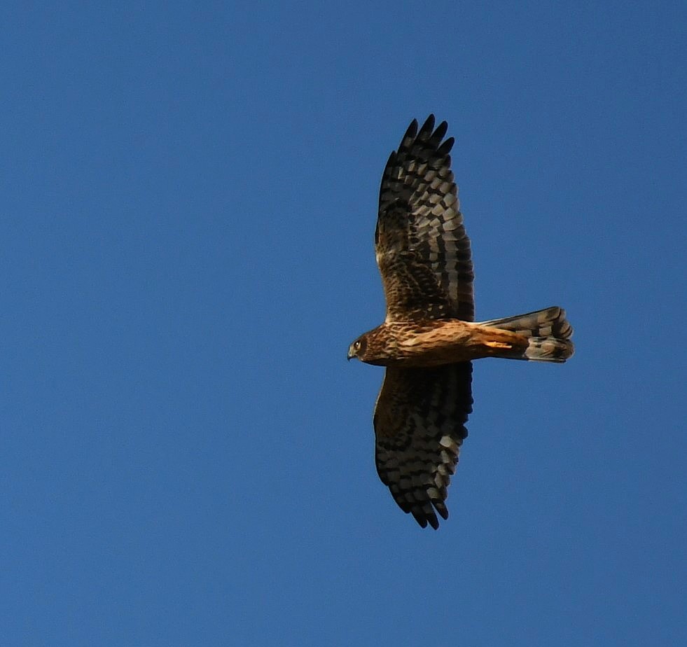 Northern Harrier - ML646062492