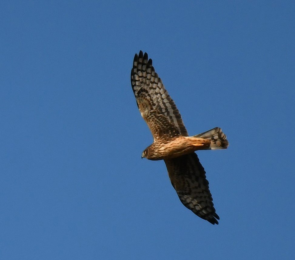 Northern Harrier - ML646062494