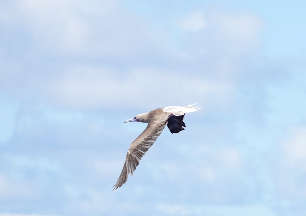 terej červenonohý - ML646062495