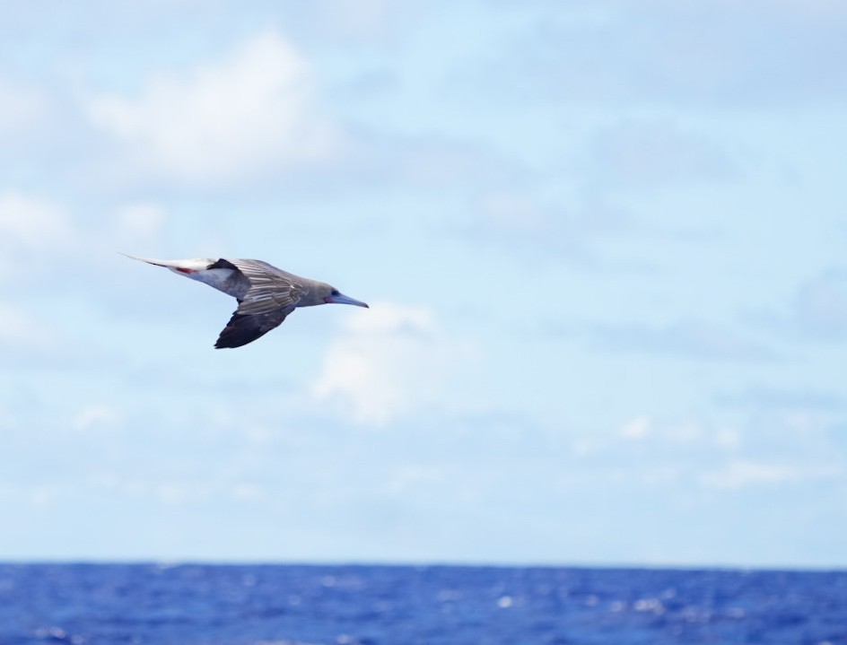 terej červenonohý - ML646062496