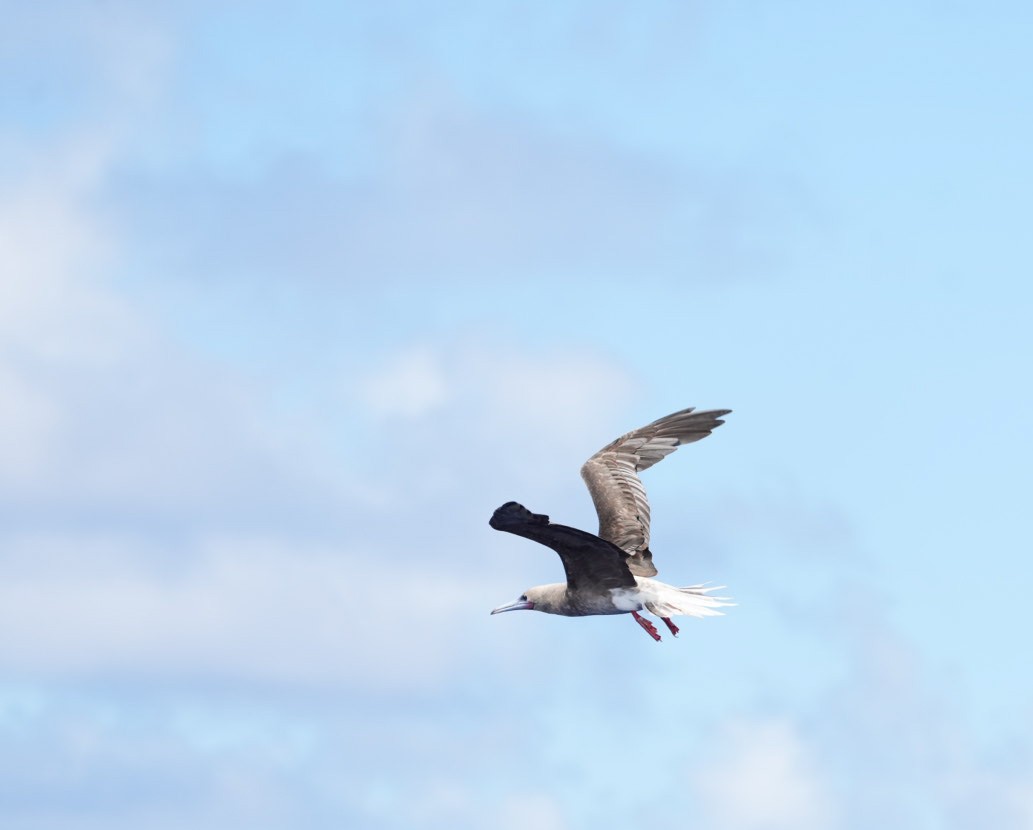 terej červenonohý - ML646062497