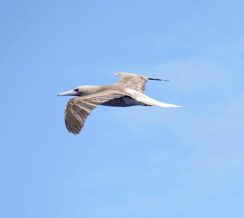 terej červenonohý - ML646062498