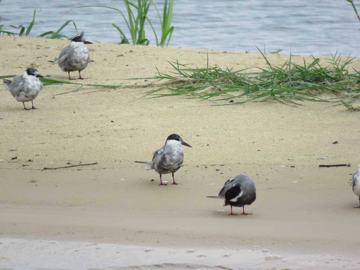 Whiskered Tern - ML646062502
