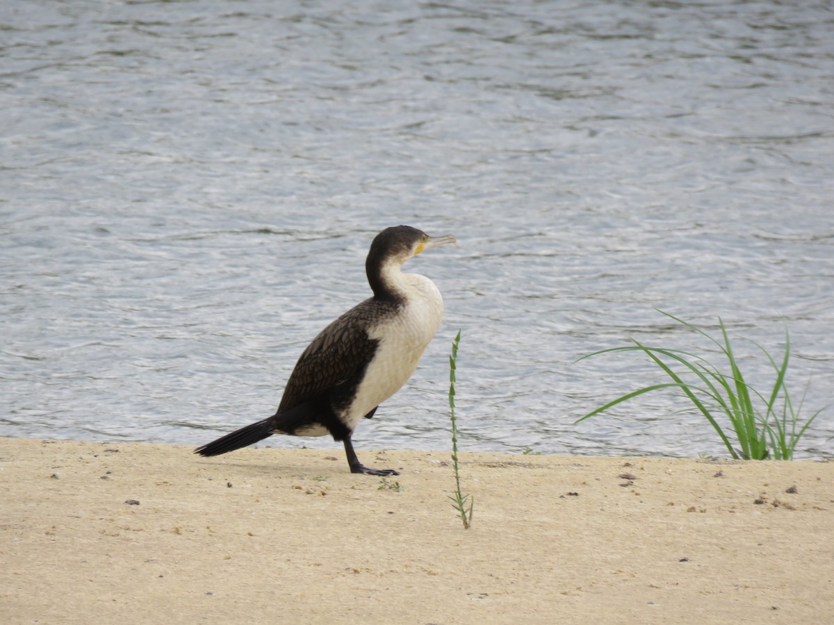 Great Cormorant (White-breasted) - ML646062512