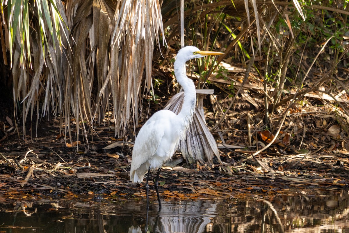 Great Egret - ML646062513