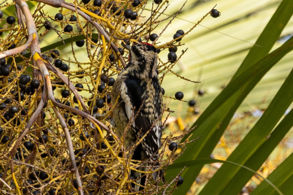 Yellow-bellied Sapsucker - ML646062515