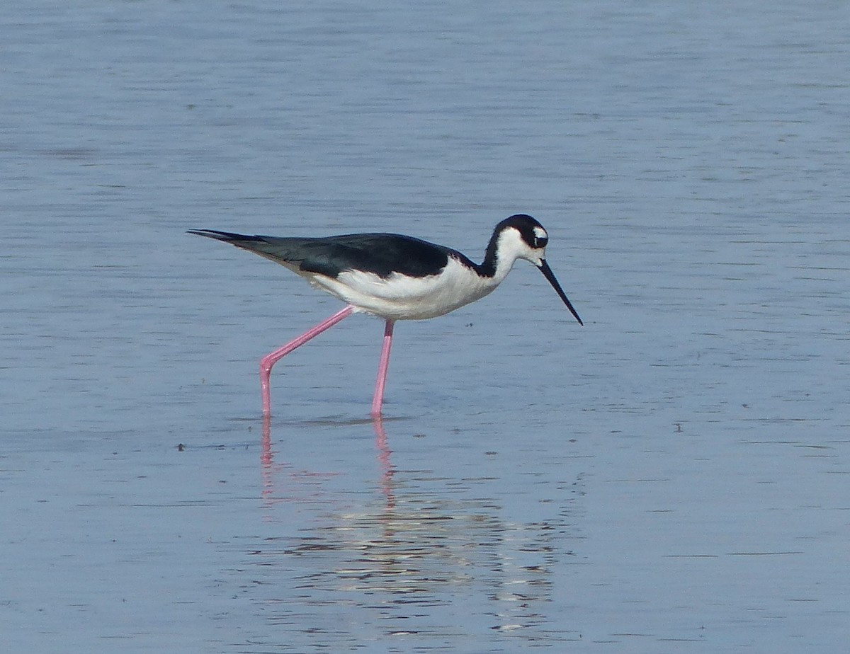 Black-necked Stilt - ML646062517