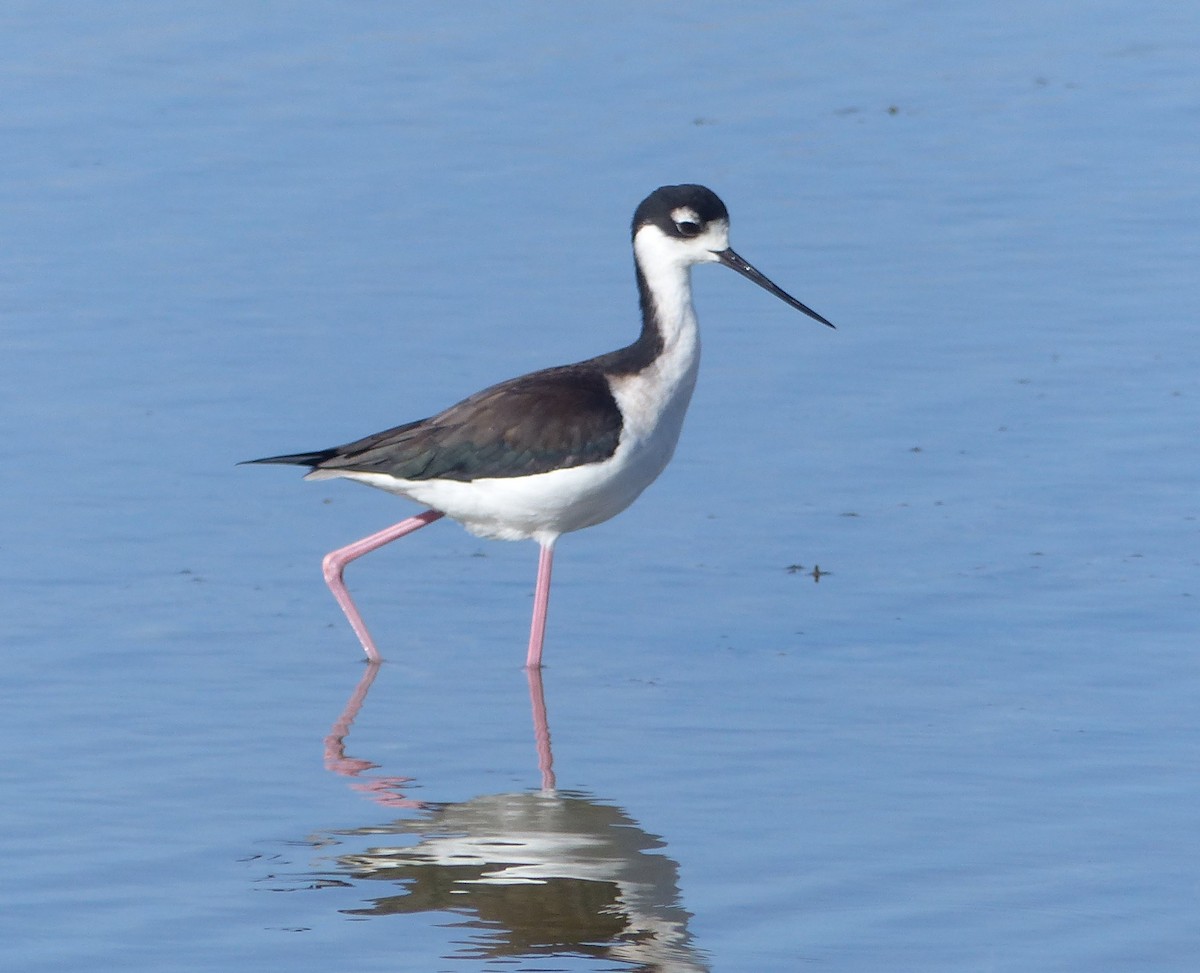 Black-necked Stilt - ML646062518