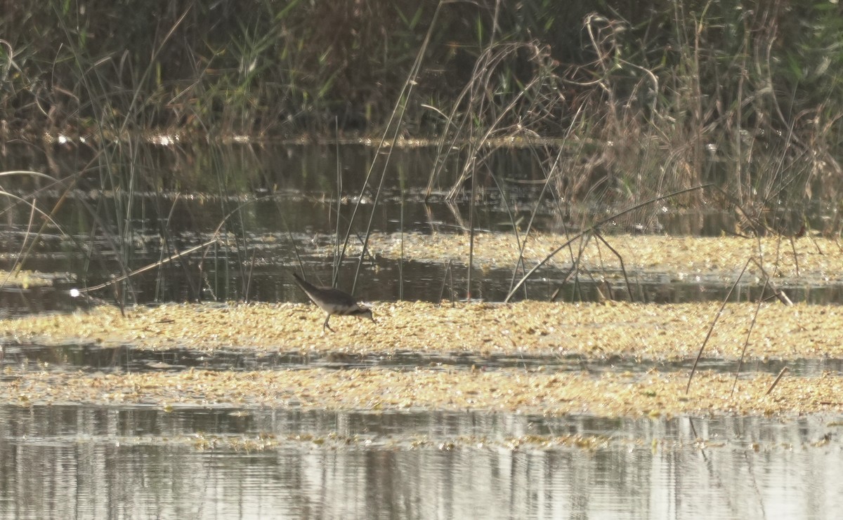 Pheasant-tailed Jacana - ML646062523