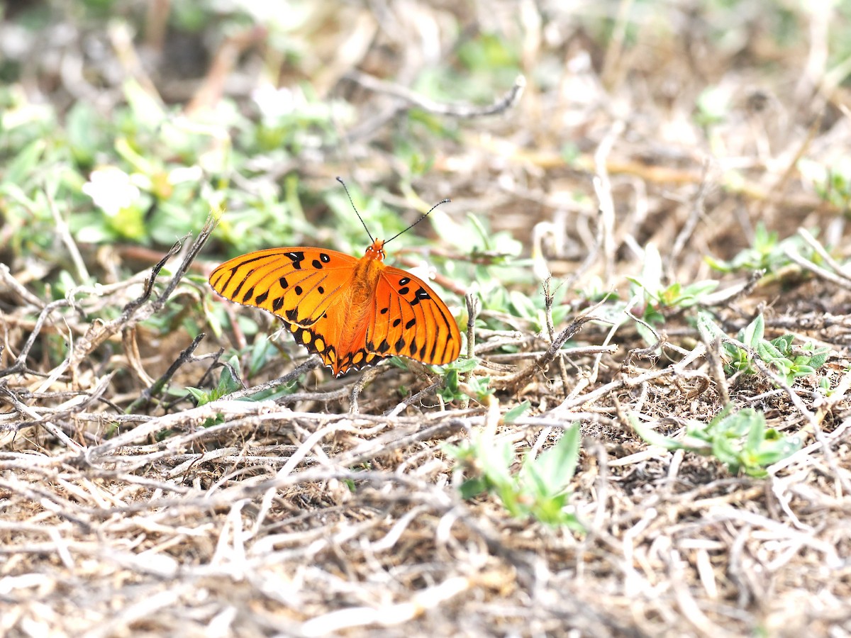 Gulf Fritillary - ML646062524