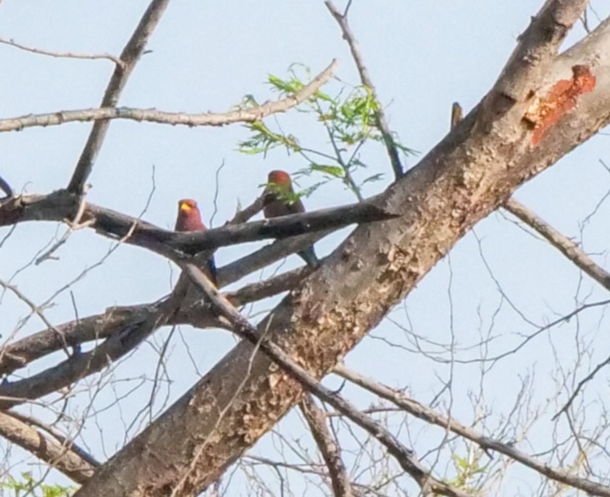 Broad-billed Roller - ML646062527