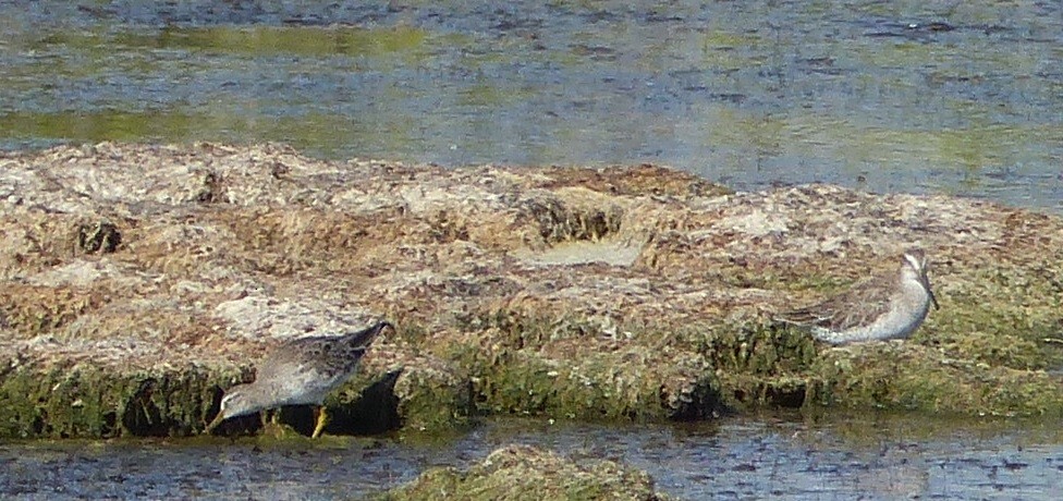 Short-billed Dowitcher - ML646062529