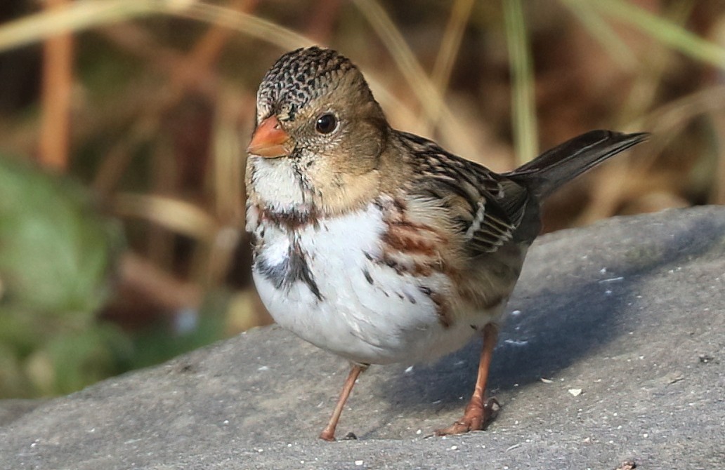 Harris's Sparrow - ML646062530
