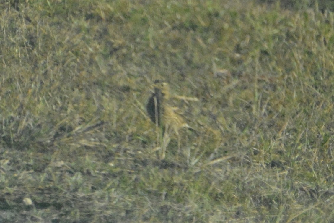 American Pipit - ML646062531