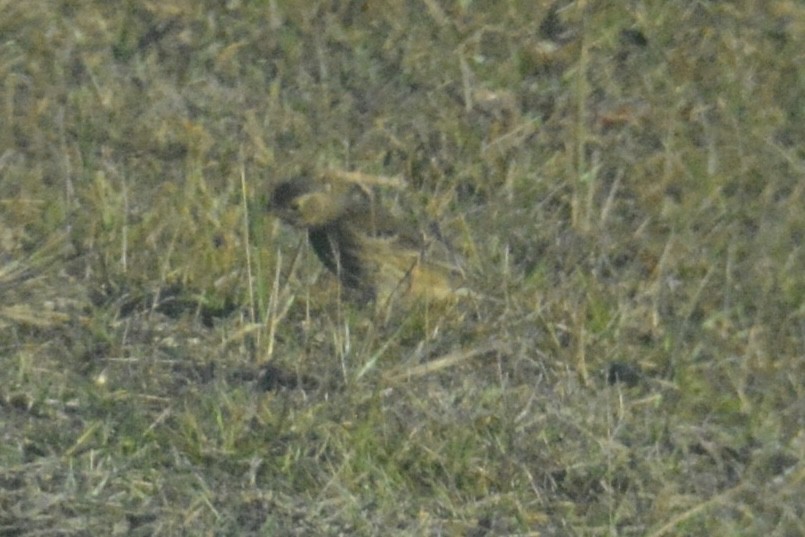 American Pipit - ML646062532