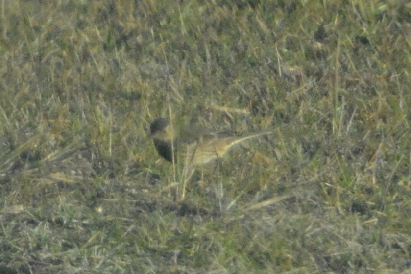 American Pipit - ML646062533