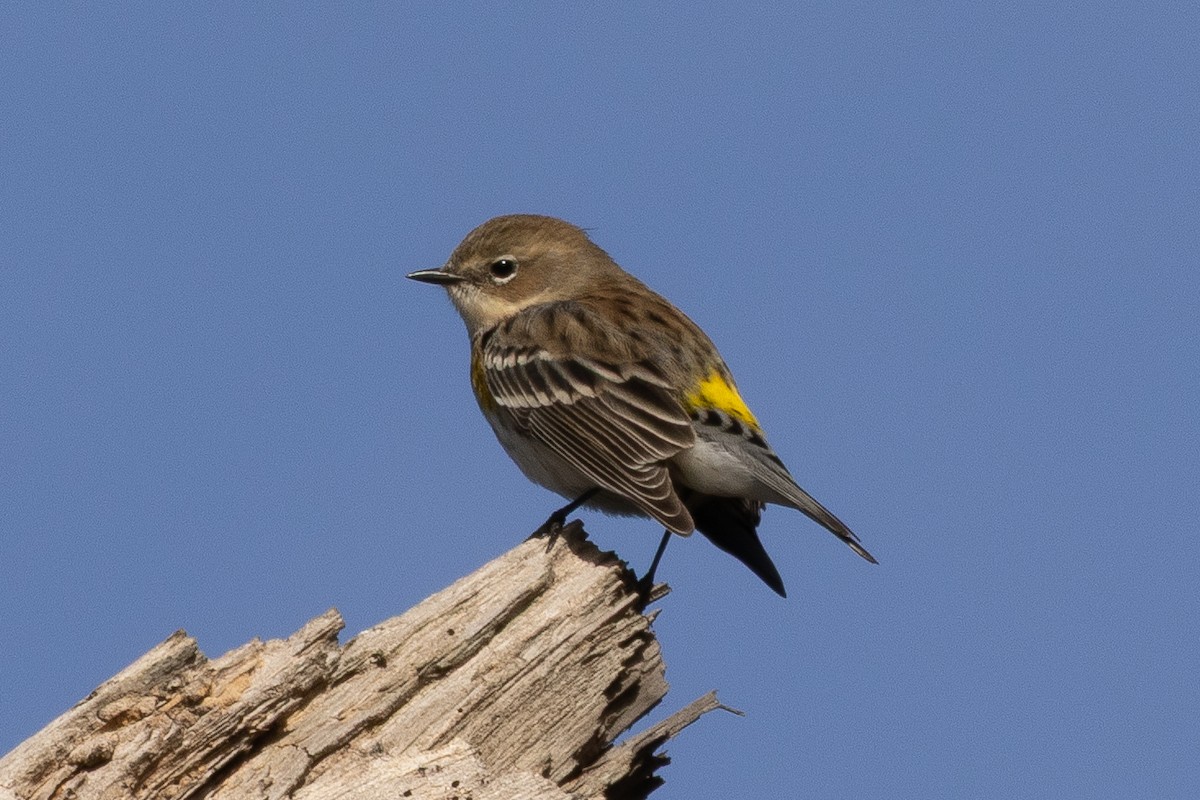 Yellow-rumped Warbler (Myrtle) - ML646062535