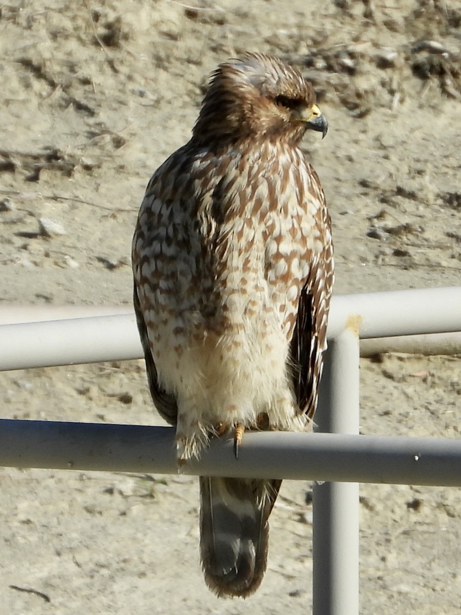 Red-shouldered Hawk - ML646062537