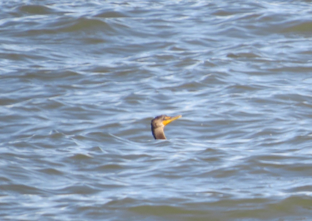 Neotropic Cormorant - ML646062538