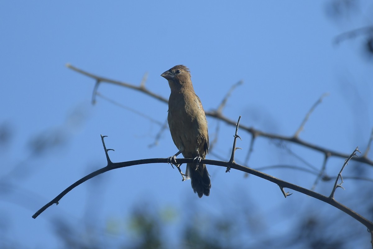 Blue Grosbeak - ML646062540