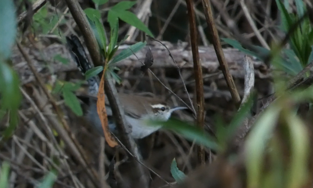 Bewick's Wren - ML646062541