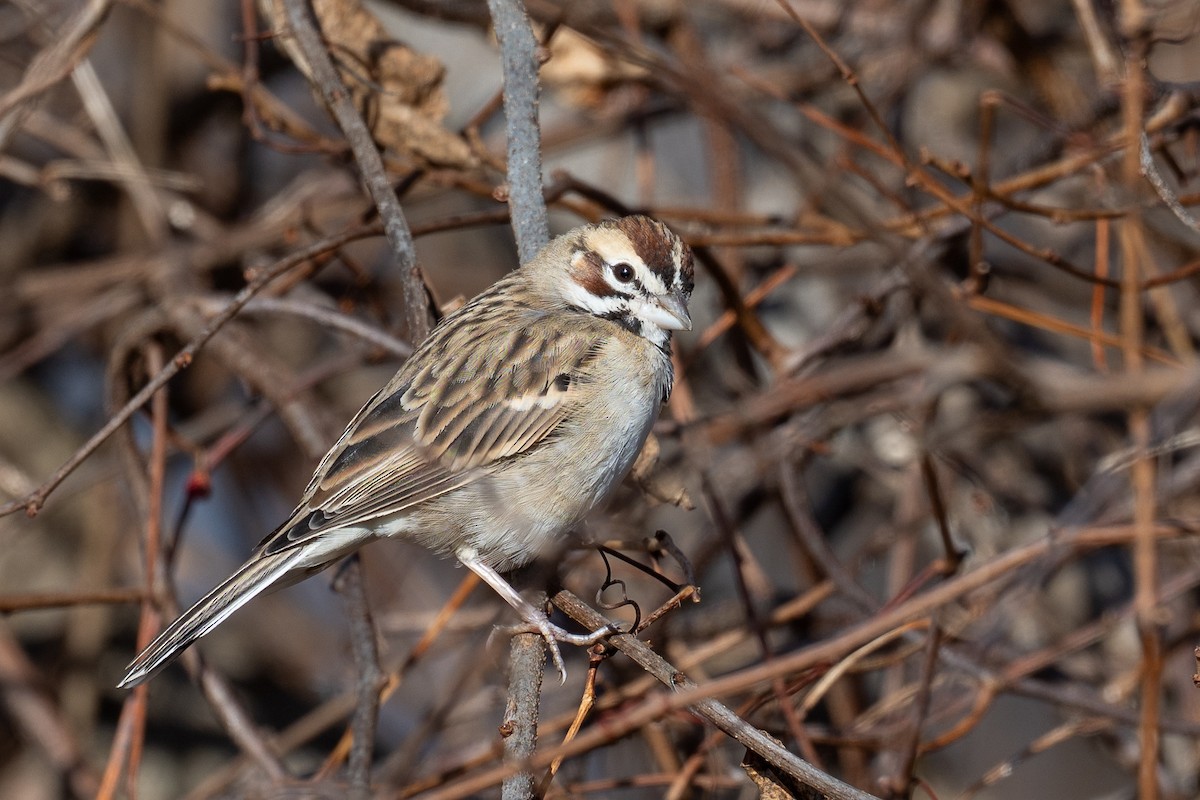 Lark Sparrow - ML646062542
