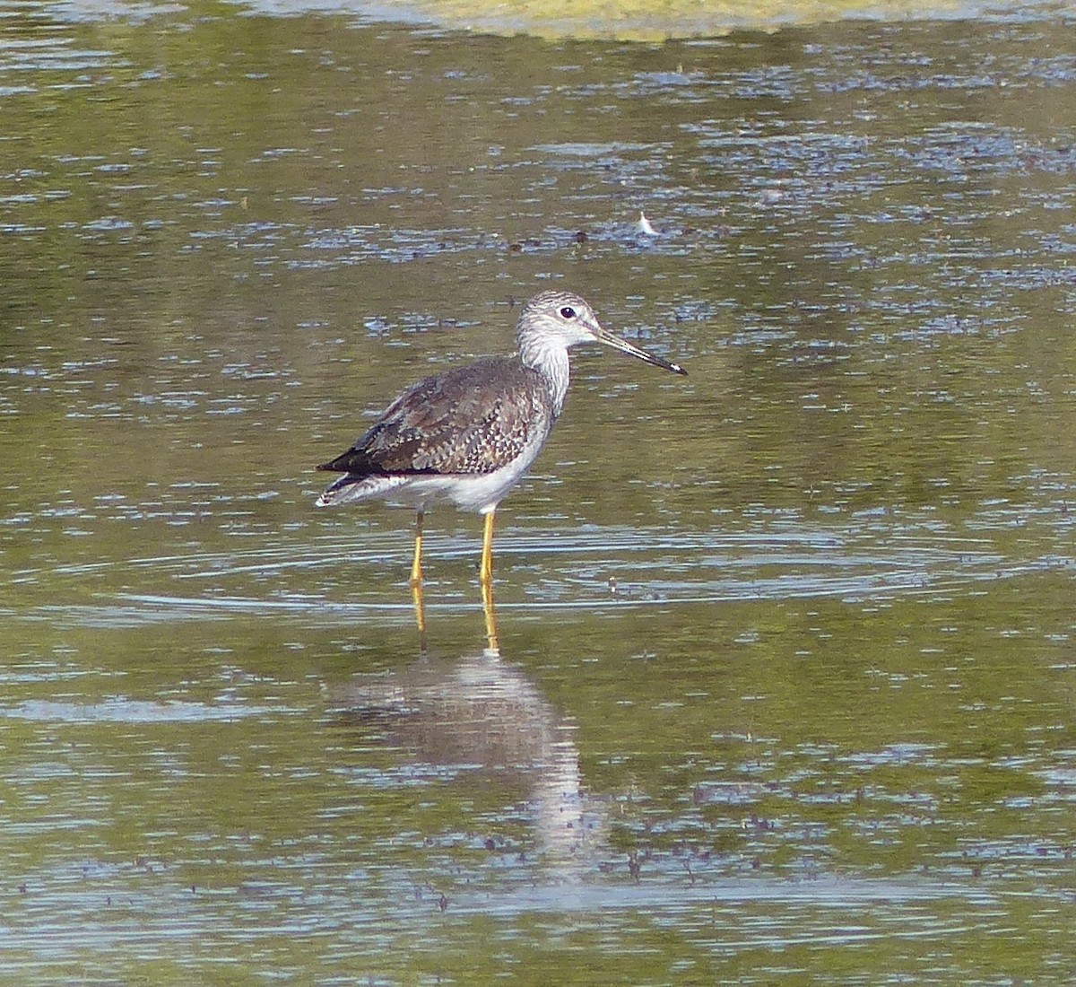 Greater Yellowlegs - ML646062545