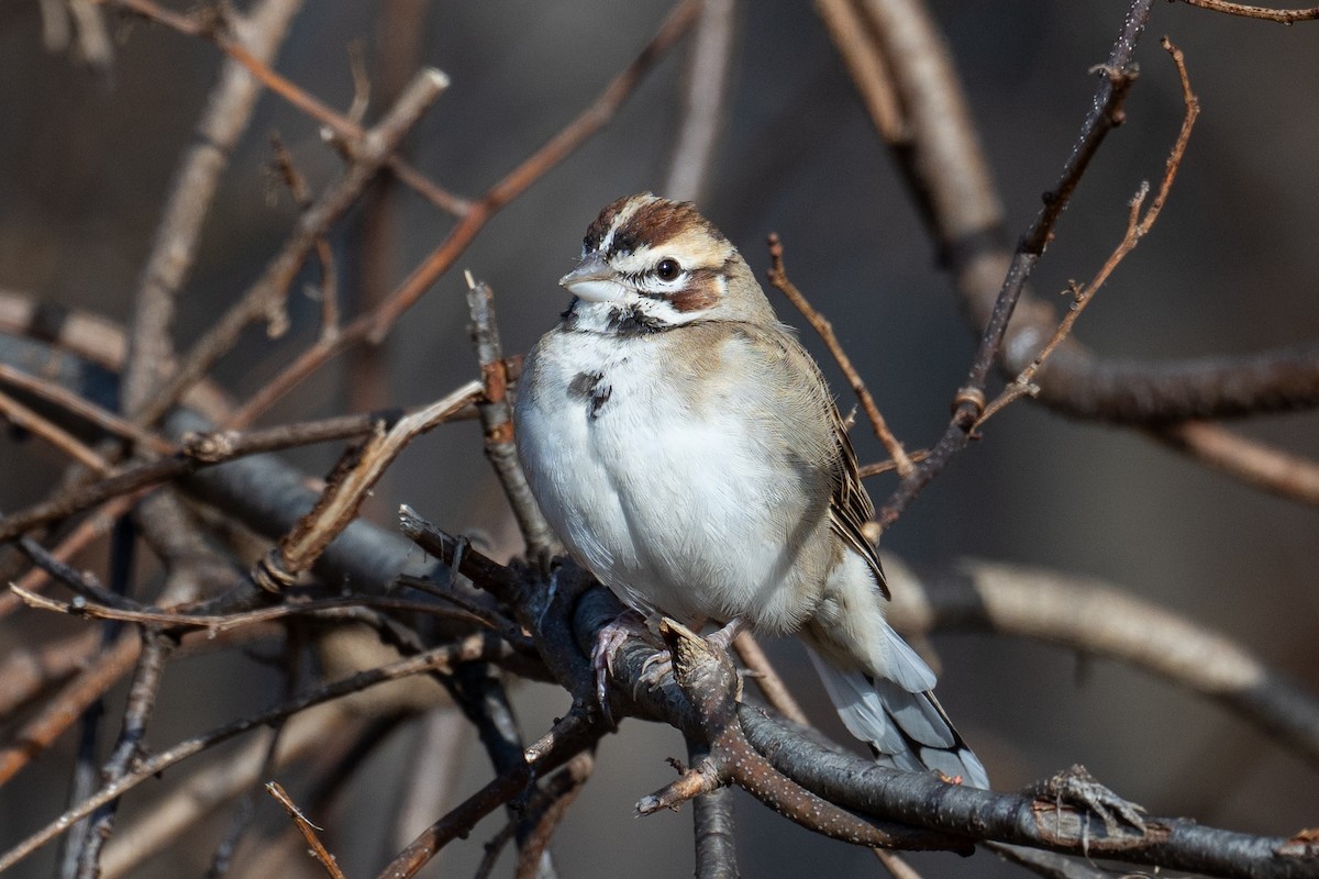Lark Sparrow - ML646062547