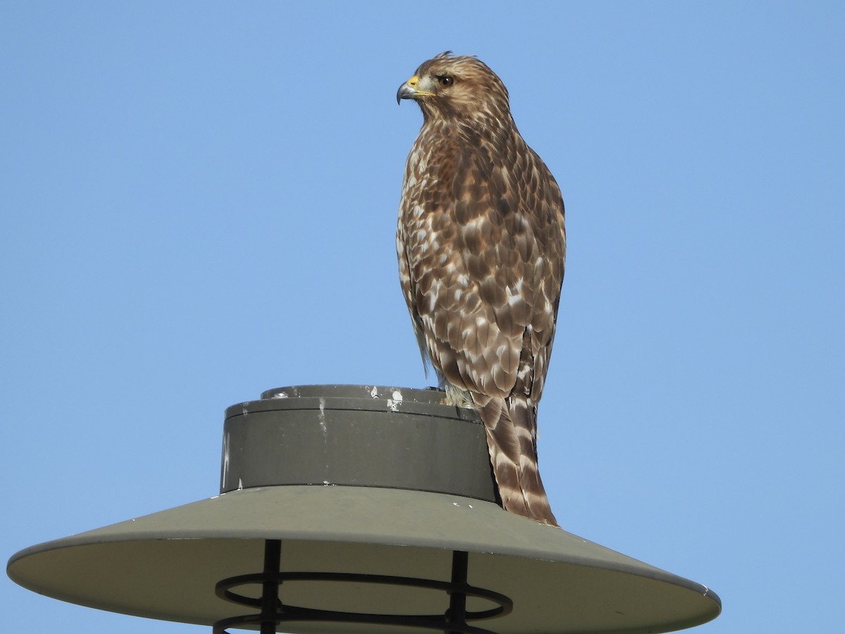 Red-shouldered Hawk - ML646062551