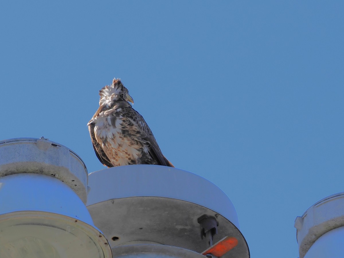 Bald Eagle - ML646062552