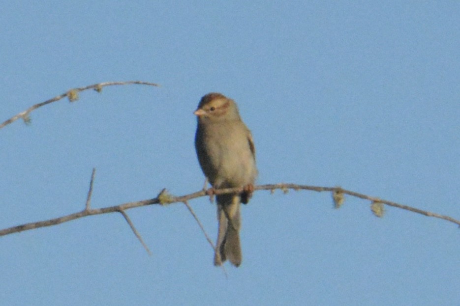 Chipping Sparrow - ML646062553