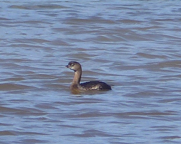 Pied-billed Grebe - ML646062555