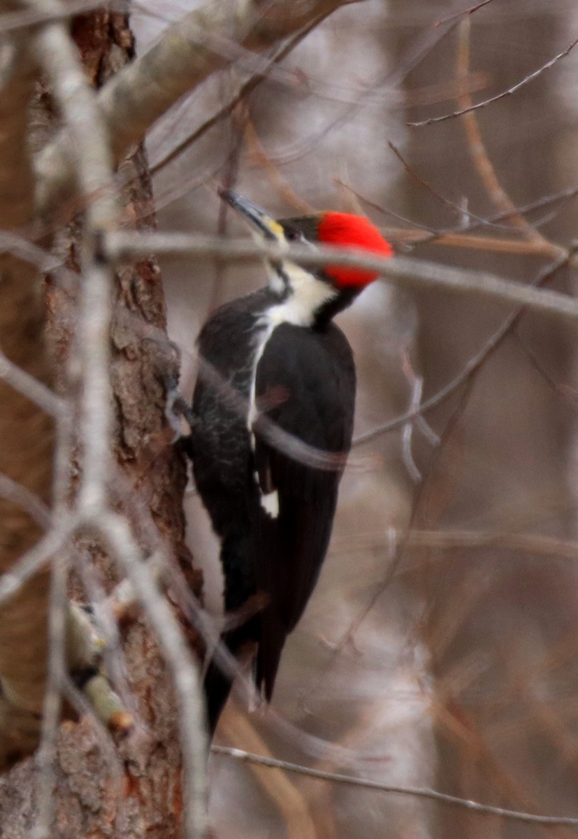 Pileated Woodpecker - ML646062560