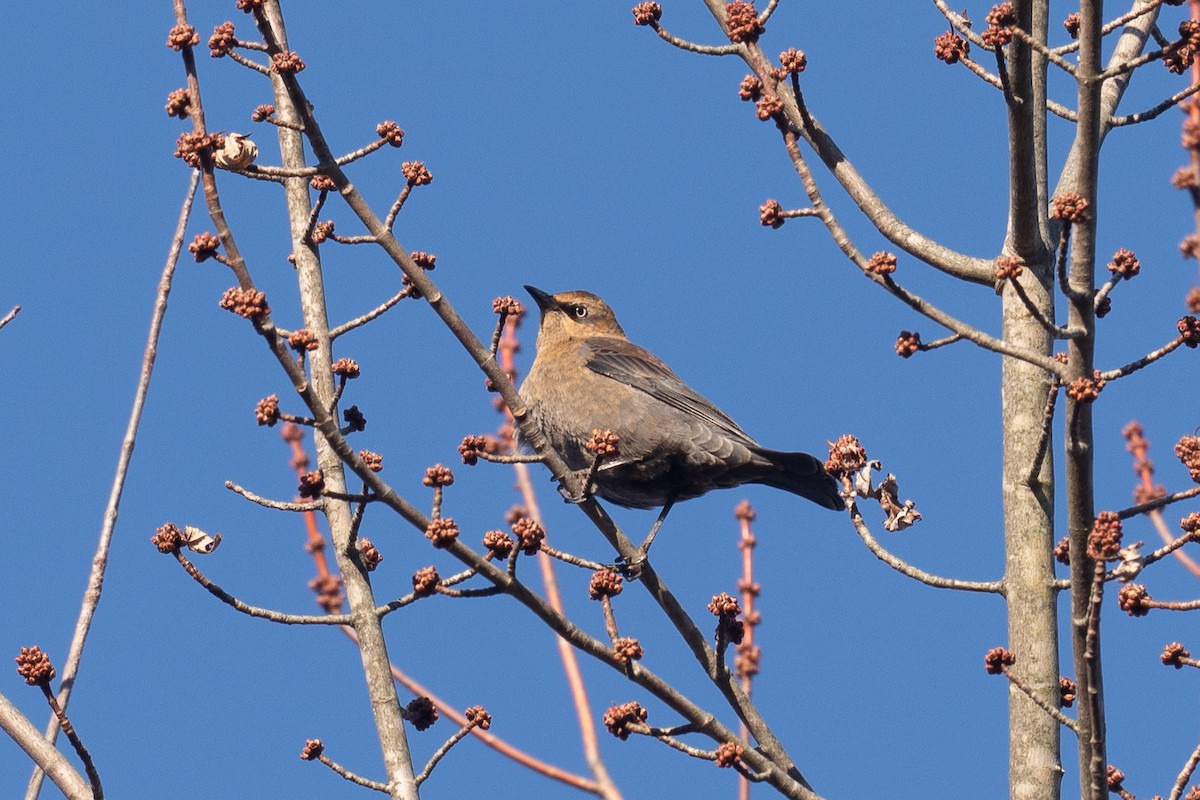 Rusty Blackbird - ML646062564