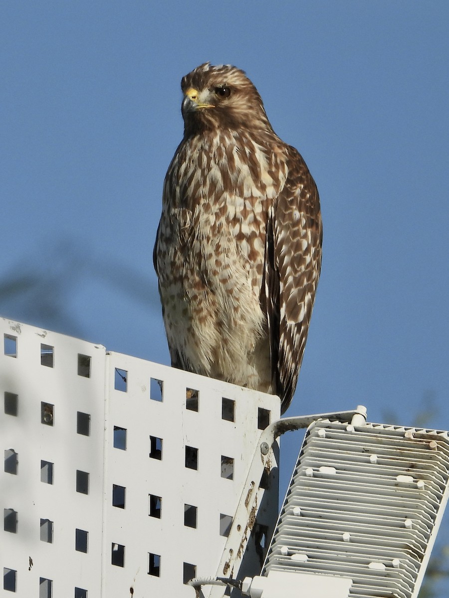 Red-shouldered Hawk - ML646062565