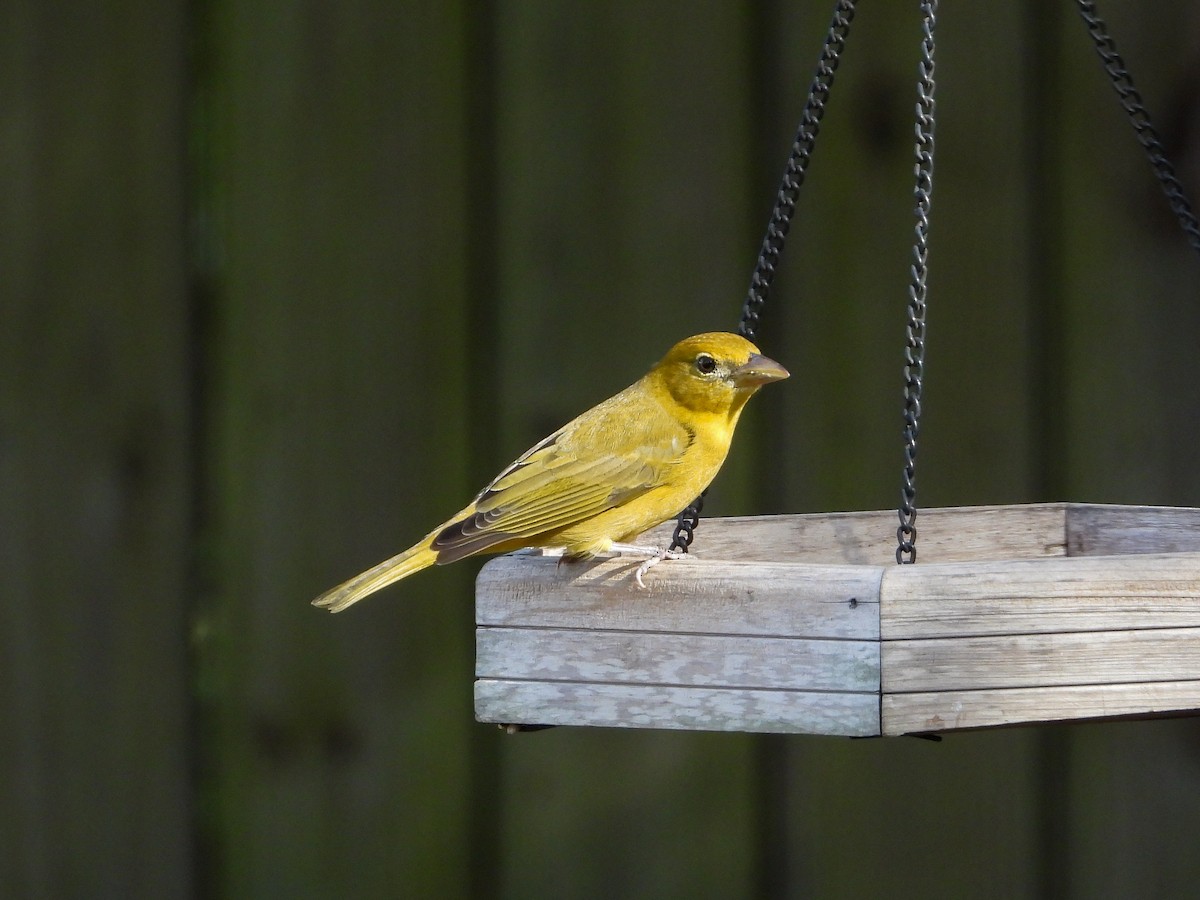 Summer Tanager - ML646062567