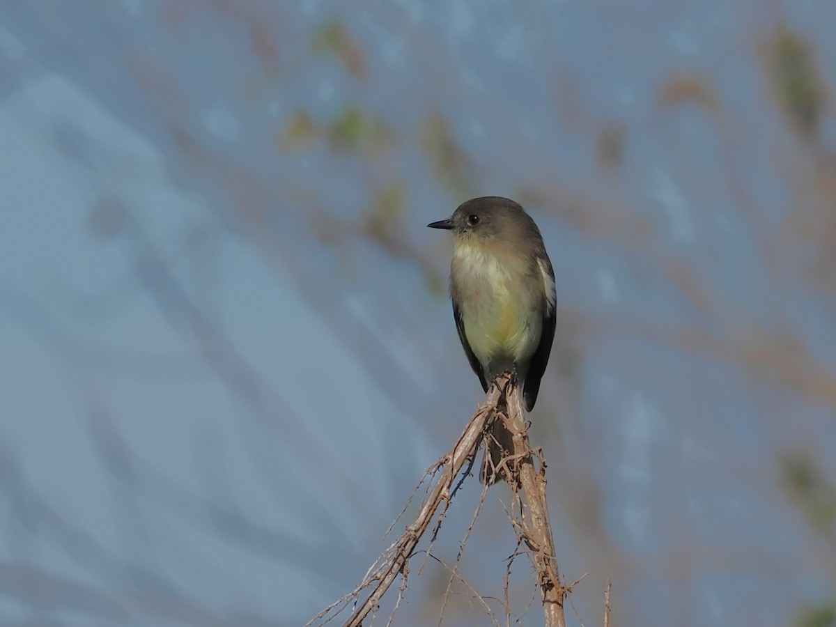 Eastern Phoebe - ML646062570
